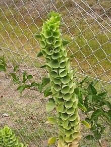 Moluccella laevis، flowers.jpg