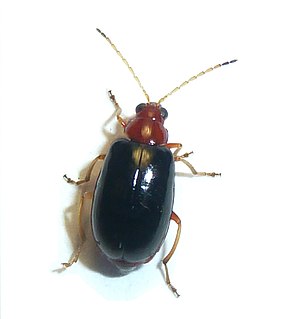 <i>Monolepta</i> Genus of beetles