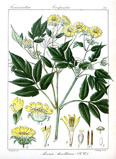 <i>Moonia</i> genus of plants
