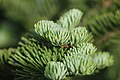 Morning dew on Abies balsamea.jpg