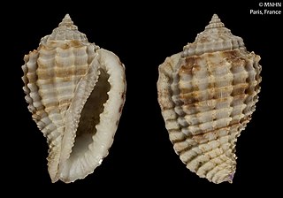 <i>Morum alfi</i> Species of gastropod