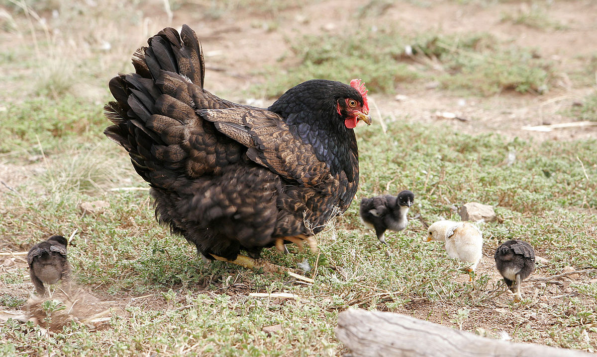 https://upload.wikimedia.org/wikipedia/commons/thumb/3/33/Mother_hen_with_chicks02.jpg/1200px-Mother_hen_with_chicks02.jpg