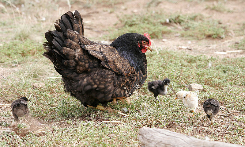 File:Mother hen with chicks02.jpg