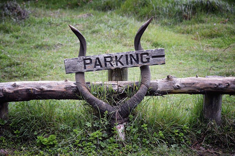 File:Mountain Nyala Antlers, Ethiopia (11418168355).jpg