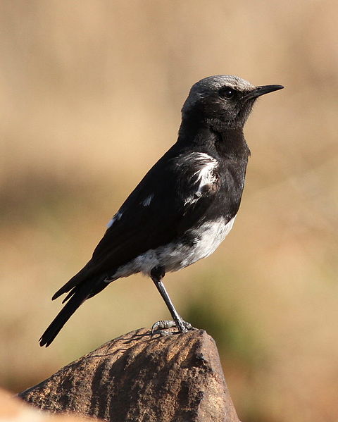 File:Mountain wheatear or mountain chat - male, Oenanthe monticola, at Suikerbosrand Nature Reserve, Gauteng, South Africa (15004360887).jpg