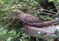 Mourning Dove (Zenaida macroura) (3815262209).jpg