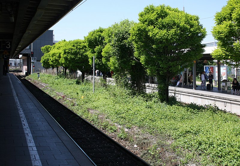 File:Munich S-Bahnsteig Donnersbergerbruecke.JPG