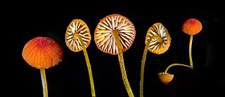 <i>Mycena acicula</i> Species of fungus in the family Mycenaceae