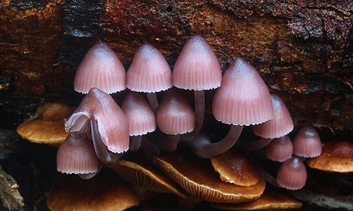 Mycena clarkeana