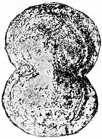 Fig. 41 - Shield-model from Spata