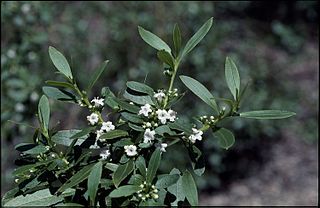 <i>Myoporum caprarioides</i> species of plant