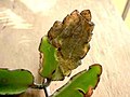 Kalanchoe plant infested by Red Pierrot.