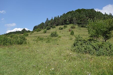 NSG Oberberg Köpfle