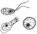 Diferentes etapas (flagelado, ameba, quiste) de Naegleria (Percolozoa)