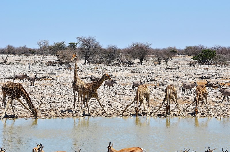 File:Napajedlo v Okaukuejo, Etosha - Namibie - panoramio (1).jpg