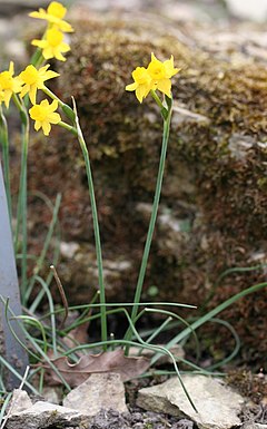 Description de l'image Narcissus gaditanus 01.jpg.