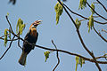 Narcondam hornbill