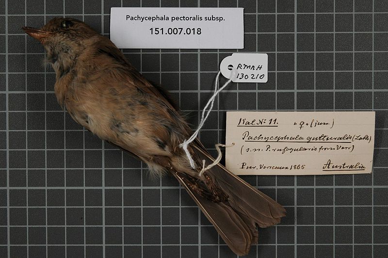 File:Naturalis Biodiversity Center - RMNH.AVES.130210 2 - Pachycephala pectoralis subsp. - Pachycephalidae - bird skin specimen.jpeg