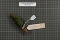 Naturalis Biodiversity Center - RMNH.AVES.160773 1 - Erythrura trichroa modesta Wallace, 1862 - Estrildidae - bird skin specimen.jpeg