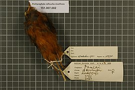 Naturalis Biodiversity Center - RMNH.AVES.18998 2 - Pachycephala rufinucha niveifrons Hartert, 1930 - Pachycephalidae - bird skin specimen.jpeg