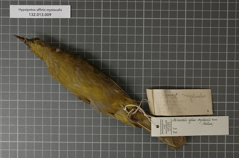 File:Naturalis Biodiversity Center - RMNH.AVES.27269 1 - Hypsipetes affinis mystacalis (Wallace, 1862) - Pycnonotidae - bird skin specimen.jpeg