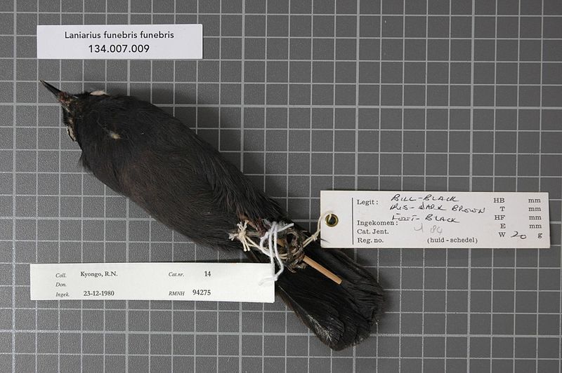 File:Naturalis Biodiversity Center - RMNH.AVES.94275 2 - Laniarius funebris funebris (Hartlaub, 1863) - Laniidae - bird skin specimen.jpeg