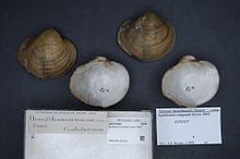 Naturalis bioxilma-xillik markazi - RMNH.MOL.327113 - Epioblasma sampsonii (Lea, 1862) - Unionidae - Mollusc shell.jpeg