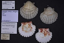 Naturalis Biodiversity Center - ZMA.MOLL.416908 1 - Pecten fumatus Reeve, 1852 - Pectinidae - Mollusc shell.jpeg