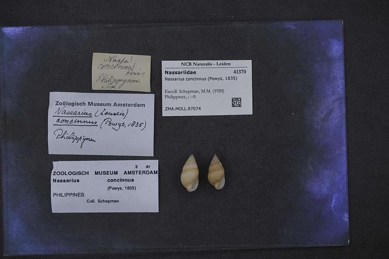 File:Naturalis Biodiversity Center - ZMA.MOLL.97074 - Nassarius concinnus (Powys, 1835) - Nassariidae - Mollusc shell.jpeg