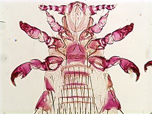 Neohaematopinus callosciuri, female, head and thorax, ventral, scale 0.50 mm.jpg