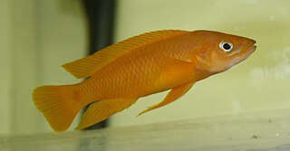 <i>Neolamprologus leleupi</i> Species of fish