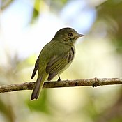 Neopelma хризофумы - Serra do Mar Tyrant-Manakin.jpg