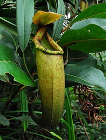 Горна стомна на Nepenthes merrilliana.jpg