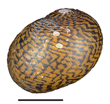 Abapertural view of a shell of Neritodryas cornea. Neritodryas cornea shell 2.png