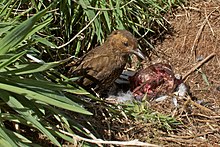 Scavenging on dead bird on Nightingale Island Nesocichla eremita -Nightingale Island -eating-8.jpg