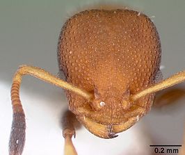 Nesomyrmex pittieri