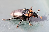 Mites benefiting from the movement of Nicrophorus humator. Nicrophorus humator - sexton beetle - Flickr - Nick Goodrum Photography.jpg