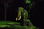 Elephant at Night Safari, Singapore.