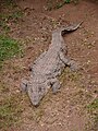 תנין היאור Crocodylus niloticus