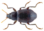 Riolus nitens