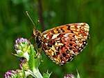 Boloria titania – Flügelunterseite