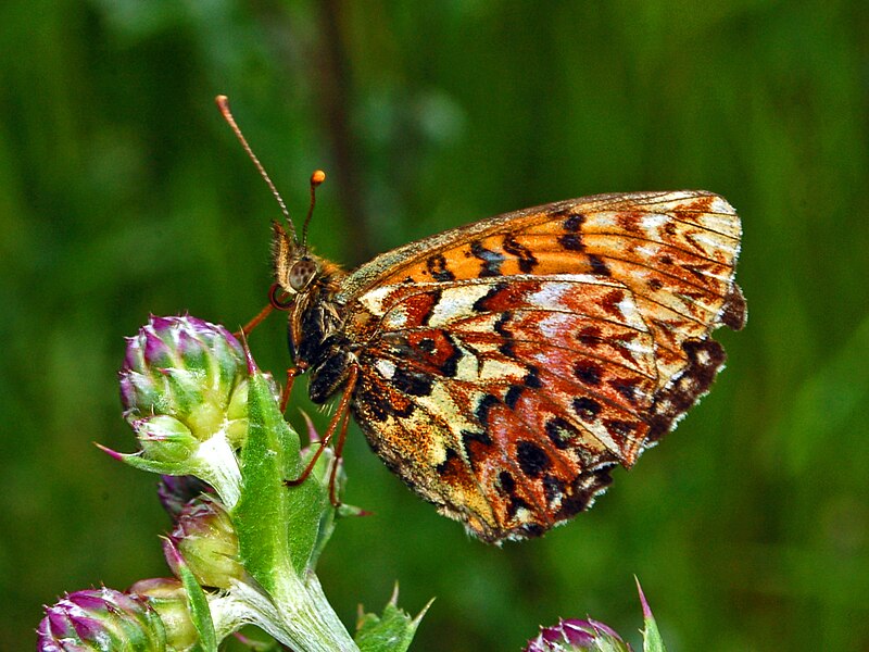 Bộ sưu tập cánh vẩy 4 - Page 51 800px-Nymphalidae_-_Boloria_%28Clossiana%29_titania