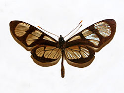 Nymphalidae - Methona themisto.JPG