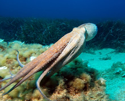 Передвижение головоногих. Головоногие моллюски кальмар. Amphioctopus marginatus. Осьминог каракатица моллюск. Головоногие моллюски реактивное движение.