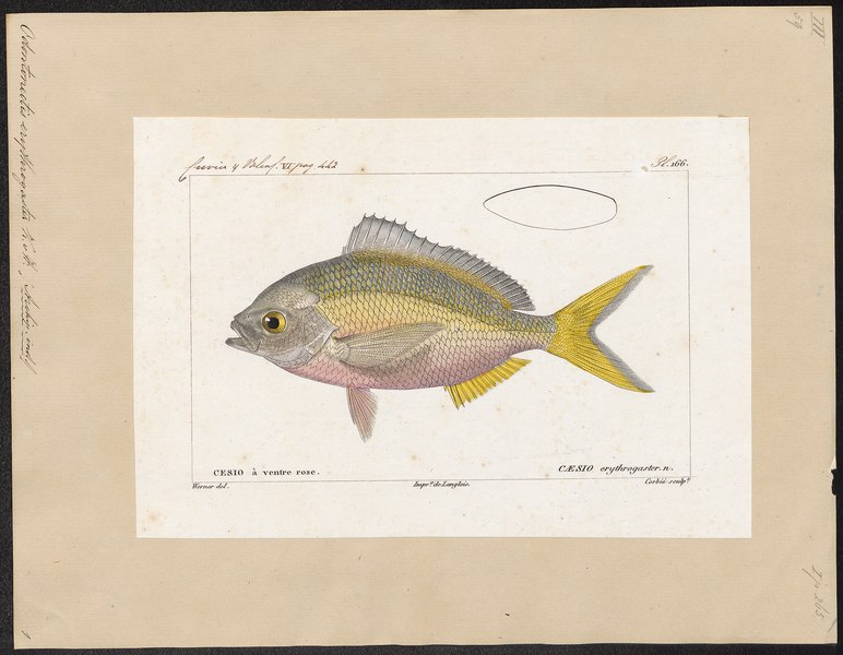 File:Odontonectes erythrogaster - 1828-1849 - Print - Iconographia Zoologica - Special Collections University of Amsterdam - UBA01 IZ13000092.tif