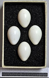 ביצים, מוזיאון האוסף ויסבאדן