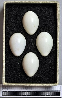 Eggs, Collection Museum Wiesbaden Oenanthe isabellina MWNH 1866.JPG