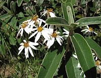 Olearia megalophylla