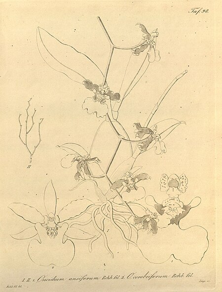 Oncidium_ensatum