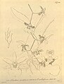 Oncidium ansiferum plate 98, fig. I, 1 in: H. G. Reichenbach: Xenia orchidacea - vol. 1 (1858)